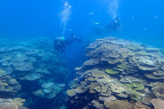 癒やしの加計呂麻島　サンゴ礁とヒトデの産卵_b0062363_17494100.jpg