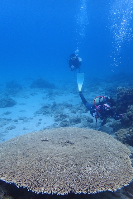 癒やしの加計呂麻島　サンゴ礁とヒトデの産卵_b0062363_17505648.jpg