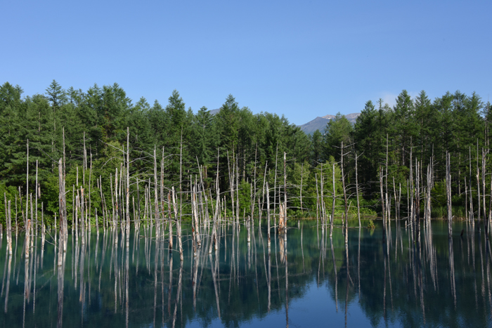 北海道美瑛・青い池写真_e0171573_2243102.jpg