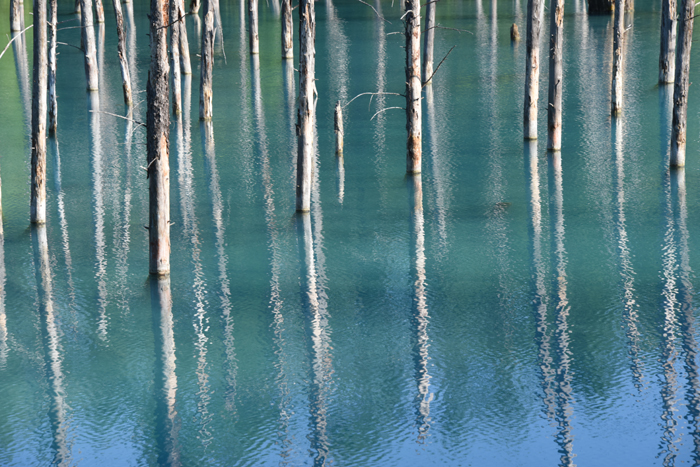北海道美瑛・青い池写真_e0171573_22435246.jpg