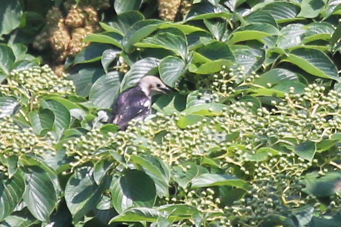 ★コムクドリがやってきました・・・先週末の鳥類園(2017.7.8~9)_e0046474_21392667.jpg