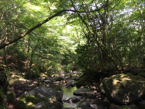 【レポ】2017/7/9 千条の滝〜浅間山あじさい広場_d0262778_20510806.jpg