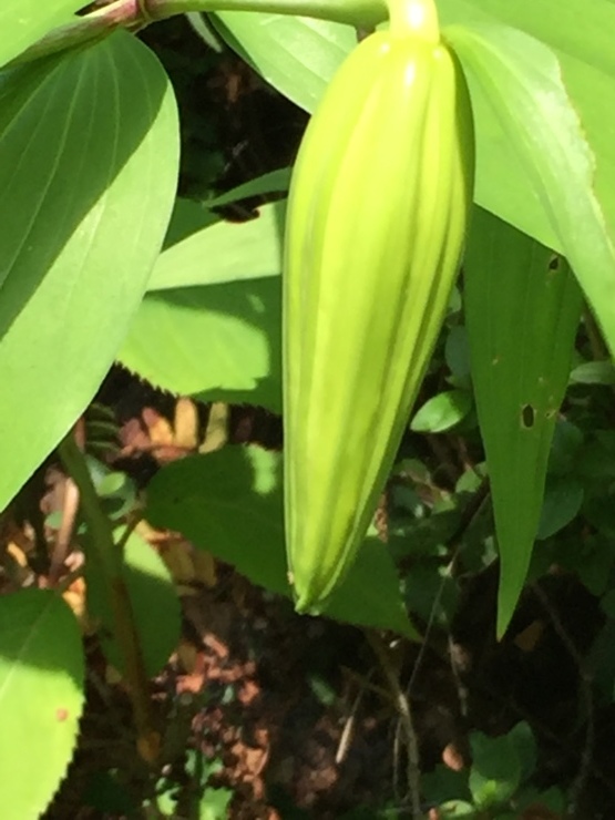 IL Giardino_b0098584_12523017.jpg