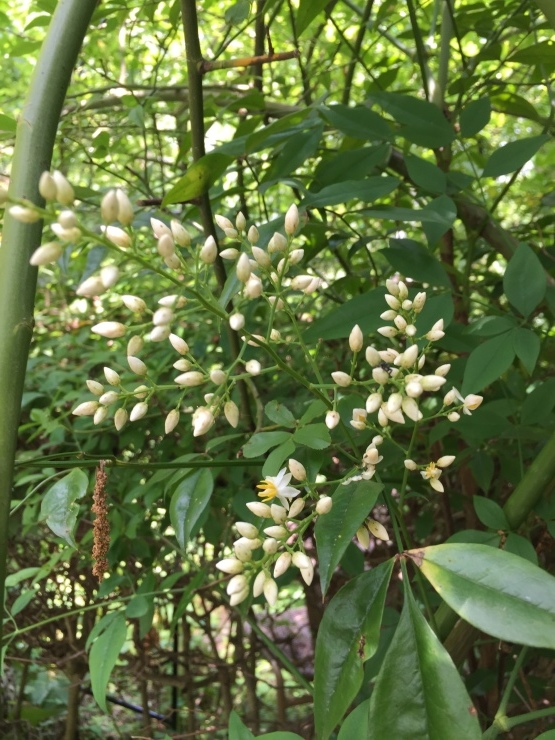 IL Giardino_b0098584_12525236.jpg