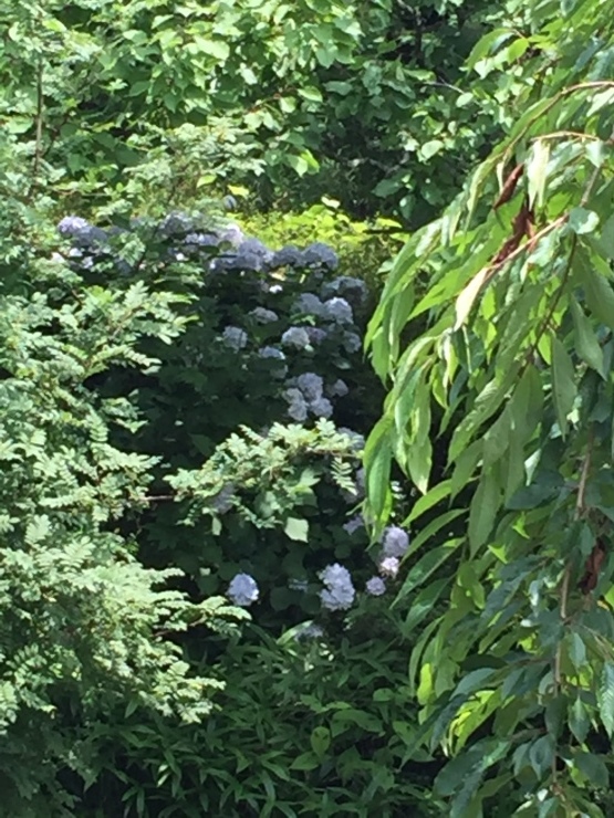 IL Giardino_b0098584_12531192.jpg
