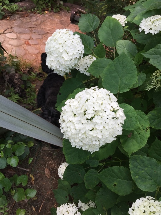 IL Giardino_b0098584_12565910.jpg