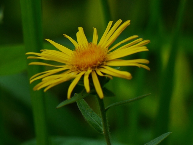 加曾利貝塚公園で見た初見の花、花、花_d0088184_21314035.jpg