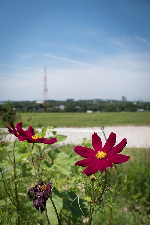ヒマワリの咲く牧場_d0353489_11575637.jpg