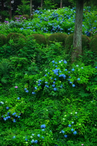 大田原市　黒羽城址の紫陽花2_a0263109_14272690.jpg