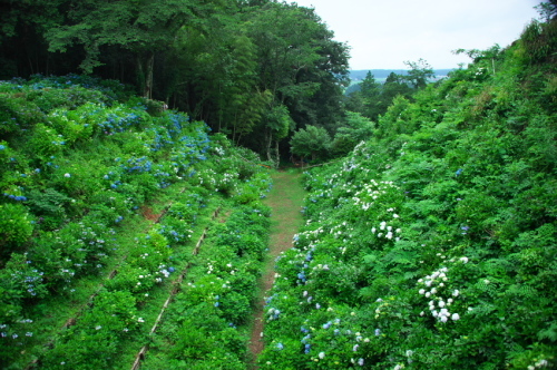 大田原市　黒羽城址の紫陽花2_a0263109_14280112.jpg