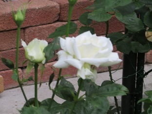f0325309_20245037.jpg