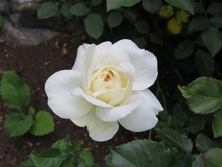 f0325309_20255750.jpg