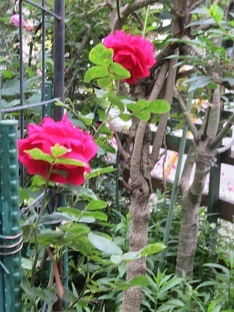 f0325309_20302762.jpg