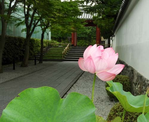 平等院_e0048413_21510309.jpg