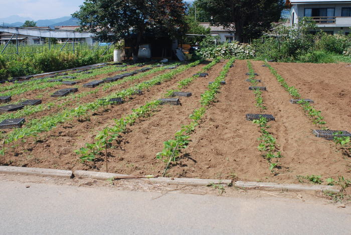 炎天下の大豆の除草_f0189218_14114186.jpg