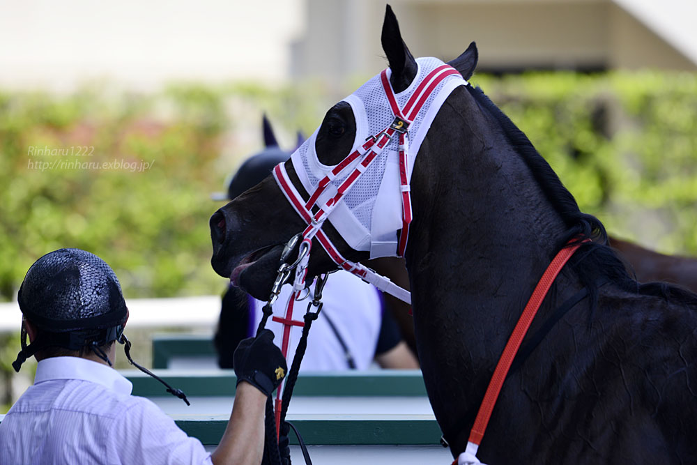 2017.7.9 福島競馬場☆新馬戦☆パスポート【Thoroughbred】_f0250322_22545339.jpg