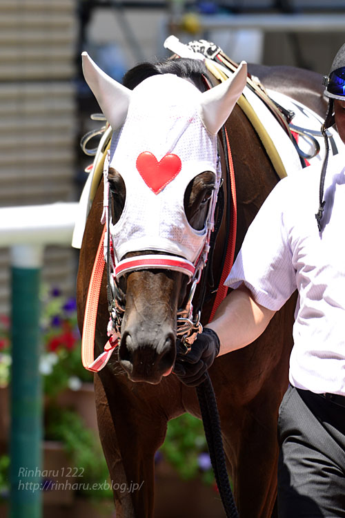 2017.7.9 福島競馬場☆新馬戦☆パスポート【Thoroughbred】_f0250322_22554694.jpg