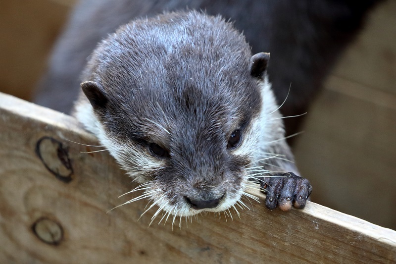 生き残りの動物園_e0364223_21461826.jpg