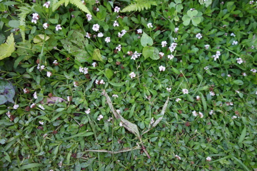 f0375039_17220099.jpg