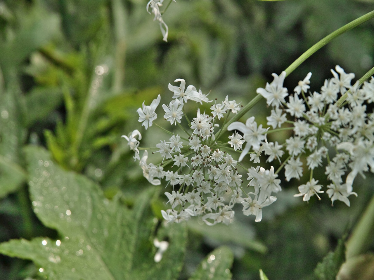 c0008948_8262921.jpg