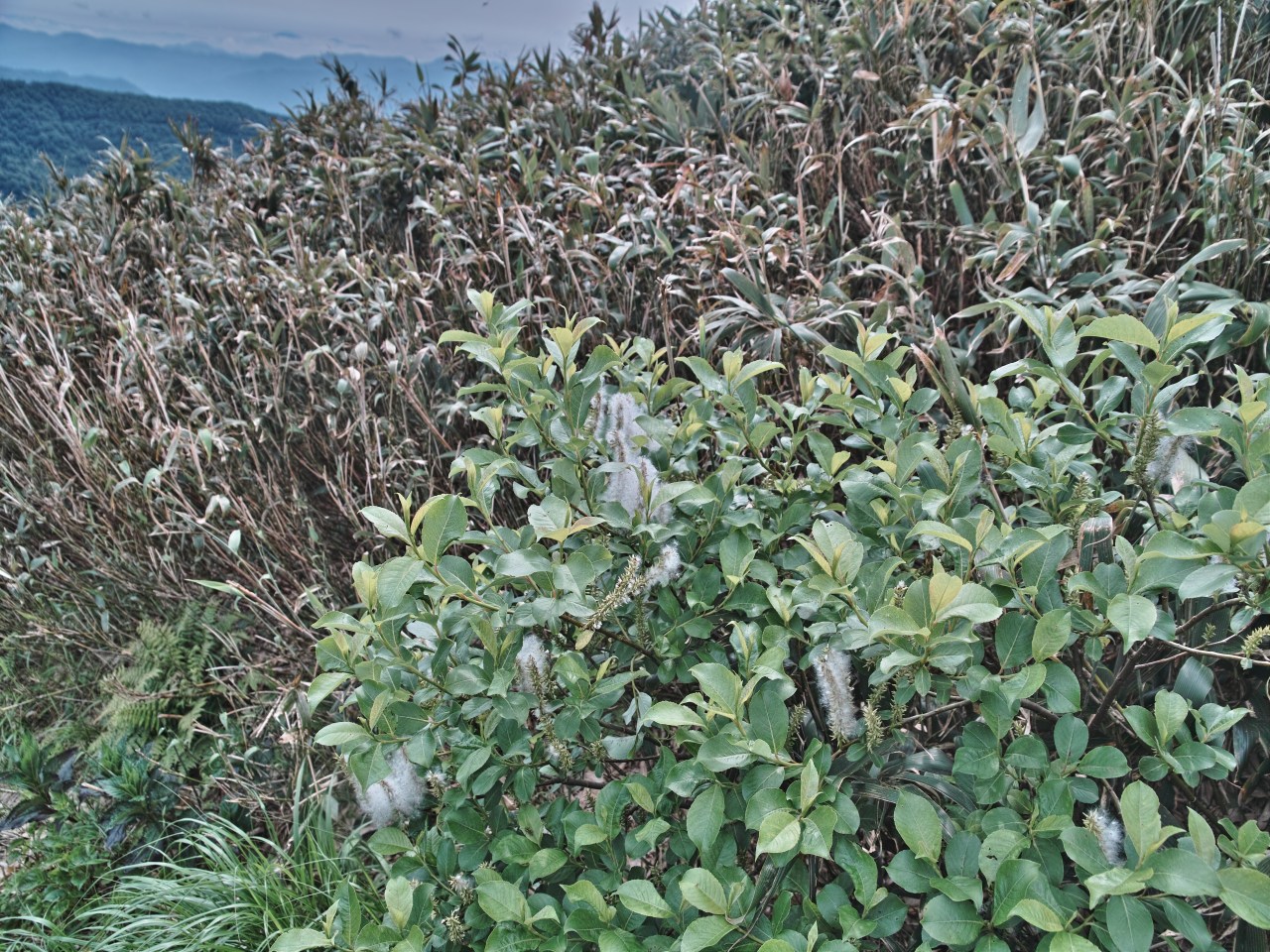 c0008948_9204885.jpg