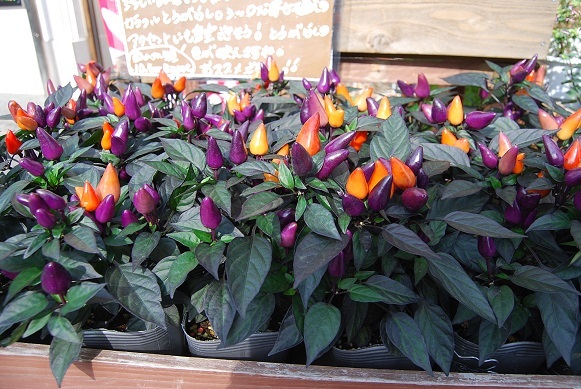夏の花苗 続々入荷中!!_a0201358_16215348.jpg