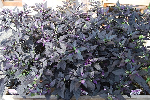 夏の花苗 続々入荷中!!_a0201358_16244881.jpg