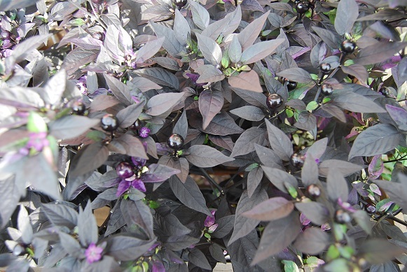 夏の花苗 続々入荷中!!_a0201358_16250602.jpg
