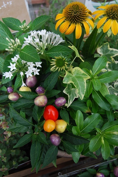 夏の花苗 続々入荷中!!_a0201358_16290395.jpg