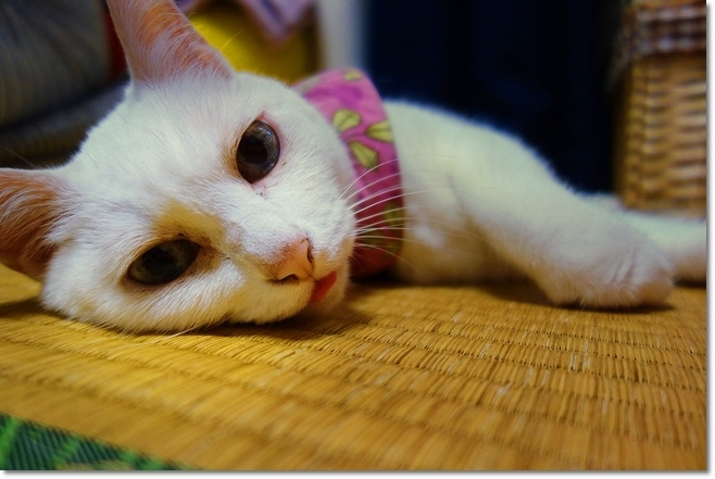 ◆いつか行きたい向日葵畑と紫陽花とウチの長女猫ちゃん(*\'-\')_e0357082_21022510.jpg