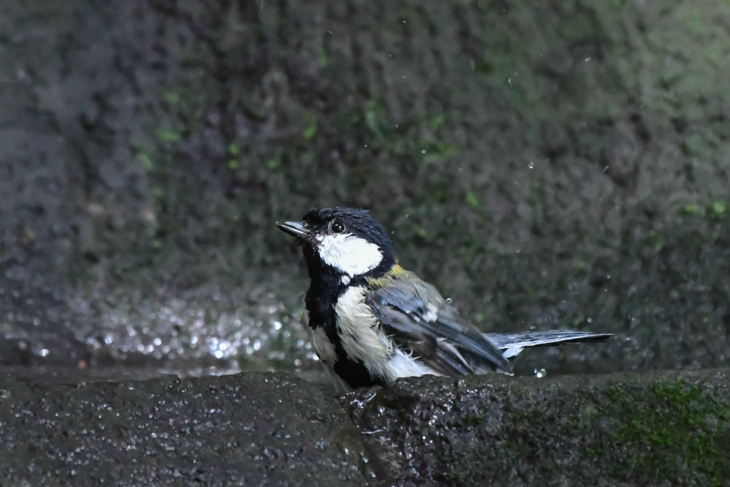 Bird　Bath_e0158183_23013190.jpg