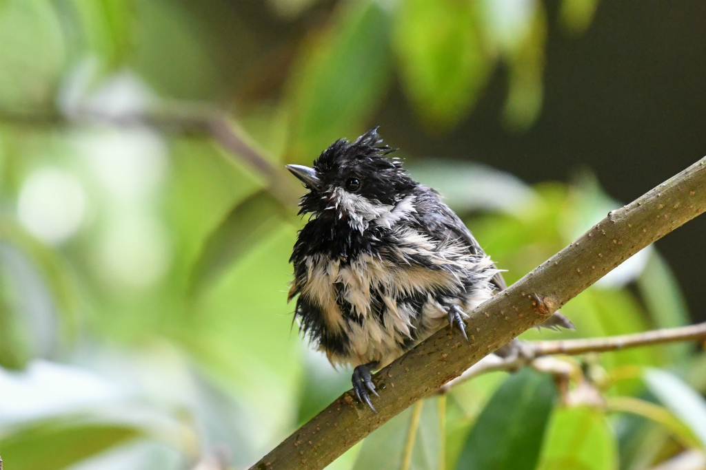 Bird　Bath_e0158183_23072066.jpg