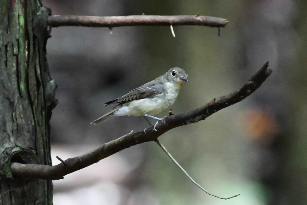 Bird　Bath_e0158183_23092482.jpg