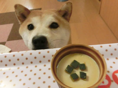 【柴犬ゆめちゃん】5歳になりました(*^_^*)_f0062790_19200612.jpg