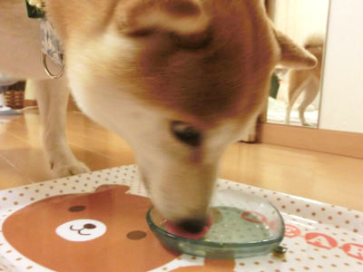 【柴犬ゆめちゃん】5歳になりました(*^_^*)_f0062790_19210475.jpg