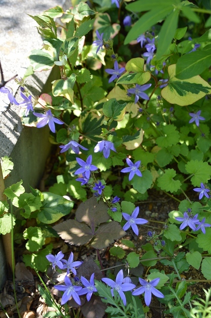 5月23日の庭。_c0124100_15333092.jpg
