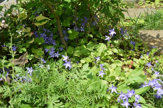5月23日の庭。_c0124100_15333425.jpg