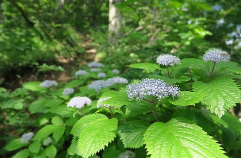 本社ヶ丸（1631ｍ）花の命は短くて・・_a0158702_17531281.jpg