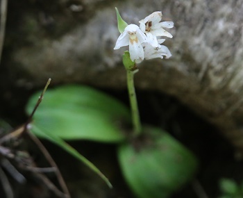 本社ヶ丸（1631ｍ）花の命は短くて・・_a0158702_17564540.jpg