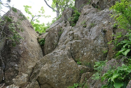 本社ヶ丸（1631ｍ）花の命は短くて・・_a0158702_17571279.jpg