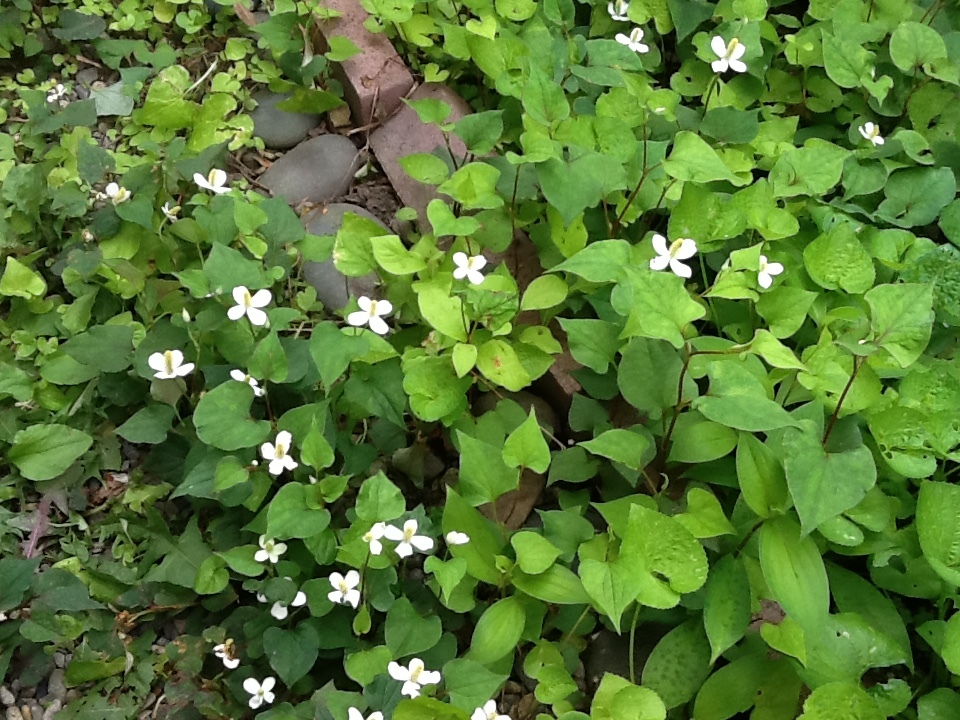 どくだみ茶について いどはどドーナッツ 波動を送る どくだみ茶について いどはどドーナッツ 波動を送る