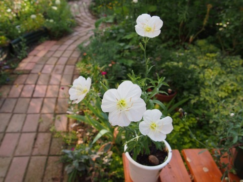 c0117007_20283872.jpg