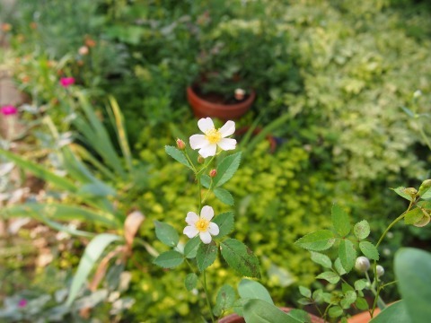 c0117007_20301745.jpg