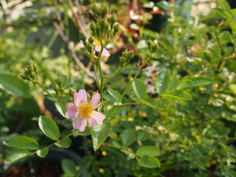 c0117007_20312785.jpg