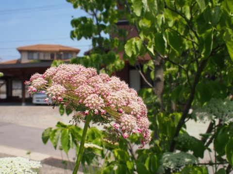 c0117007_20322341.jpg