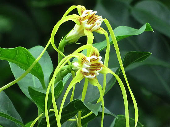 新宿御苑で初めて見た花と、絶滅危惧種の花4種_e0255509_20533523.jpg