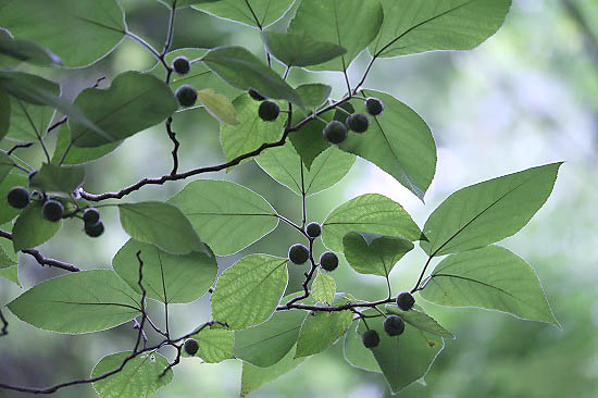 新宿御苑で初めて見た花と、絶滅危惧種の花4種_e0255509_2055154.jpg