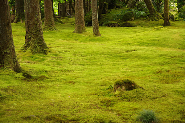 苔の里_a0314113_22312231.jpg