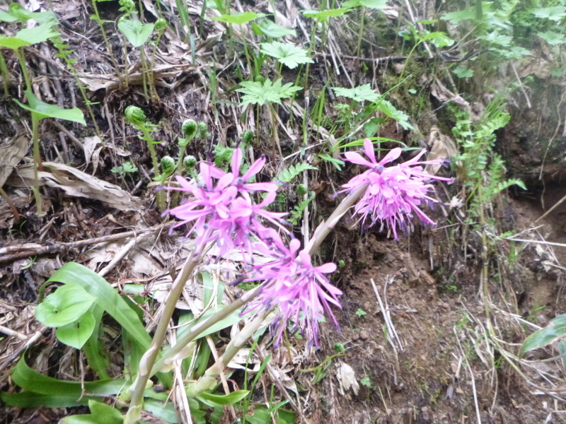 花の百名山　白山 (2,702.2M)  南竜ｹ馬場 編_d0170615_20575970.jpg