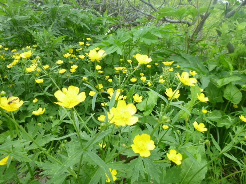 花の百名山　白山 (2,702.2M)  南竜ｹ馬場 編_d0170615_20581090.jpg